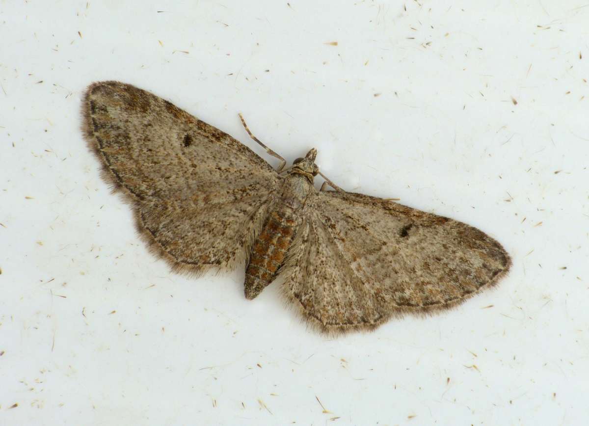 Slender Pug (Eupithecia tenuiata) photographed in Kent by Chris Manley 