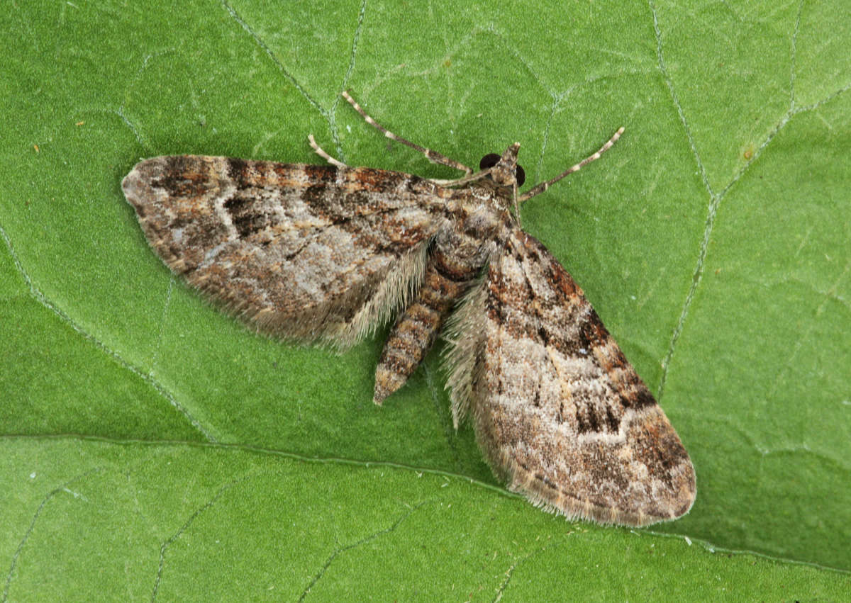 Double-striped Pug (Gymnoscelis rufifasciata) photographed at Boughton-under-Blean by Peter Maton 