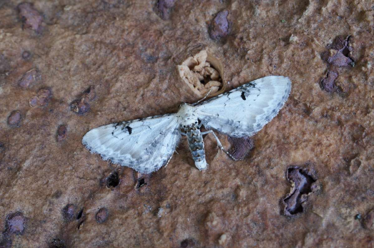 Lime-speck Pug (Eupithecia centaureata) photographed at Aylesham  by Dave Shenton 