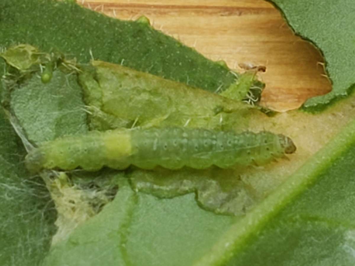 Grey-streaked Diamond-back (Plutella porrectella) photographed in Kent by Phil Ambler