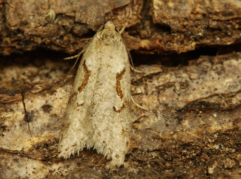 Dawn Flat-body (Semioscopis steinkellneriana) photographed in Kent by Carol Strafford 