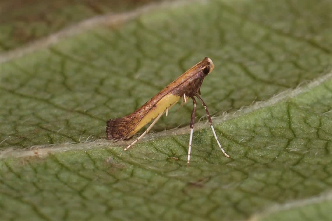 Azalea Leaf-miner (Caloptilia azaleella) photographed in Kent by Antony Wren