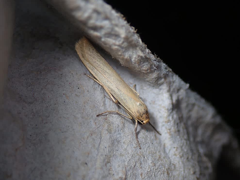 Pigmy Footman (Eilema pygmaeola) photographed in Kent by Darren Taylor 