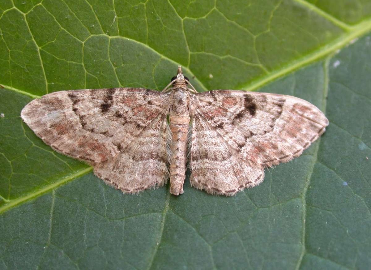 Cloaked Pug (Eupithecia abietaria) photographed at Folkestone Downs  by Ian Roberts 