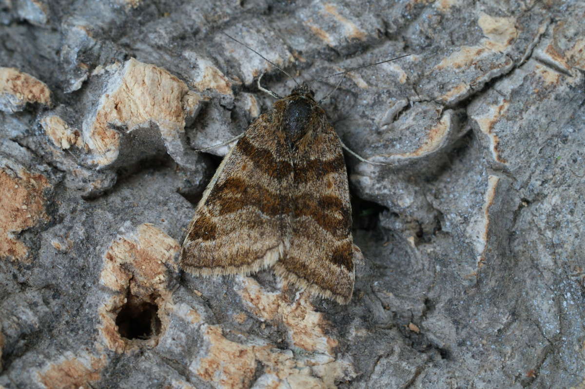 Burnet Companion (Euclidia glyphica) photographed at Denge Wood  by Dave Shenton 