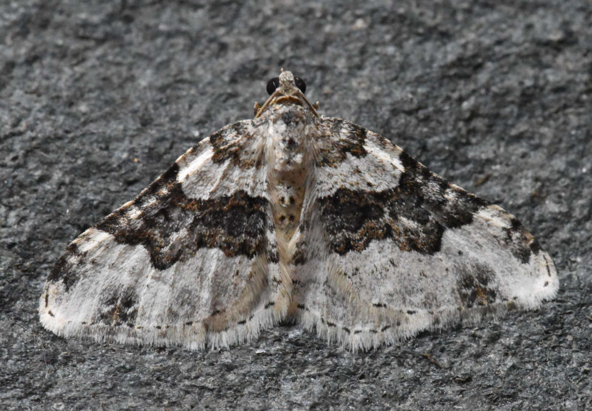 Galium Carpet (Epirrhoe galiata) photographed in Kent by Ross Newham 