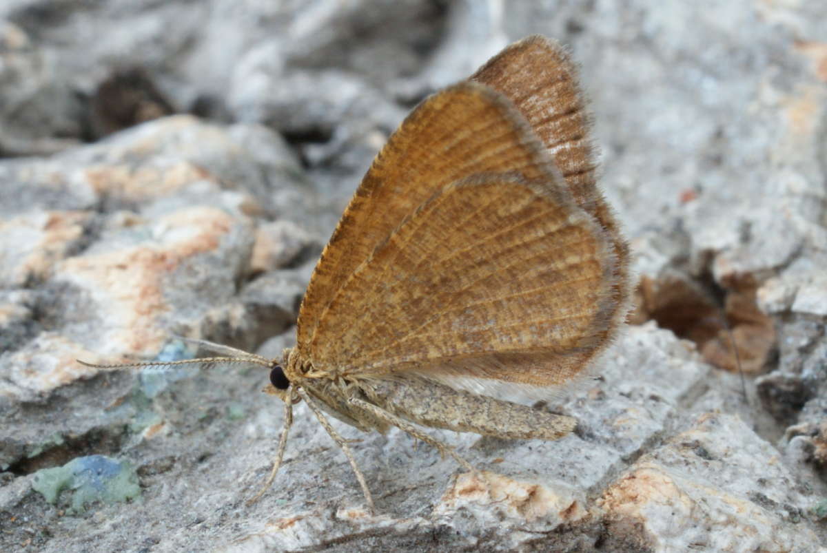 Rannoch Looper (Macaria brunneata) photographed at Aylesham  by Dave Shenton 