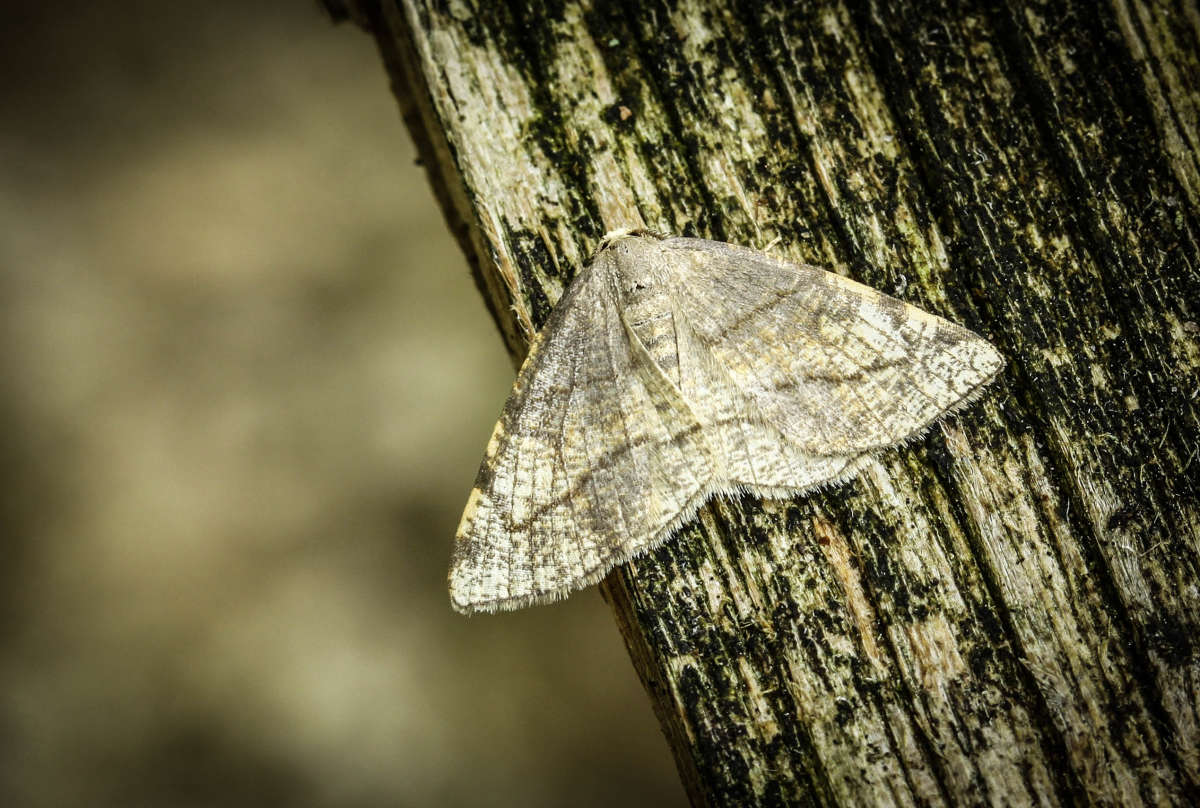 Dorset Cream Wave (Stegania trimaculata) photographed in Kent by Carol Strafford 