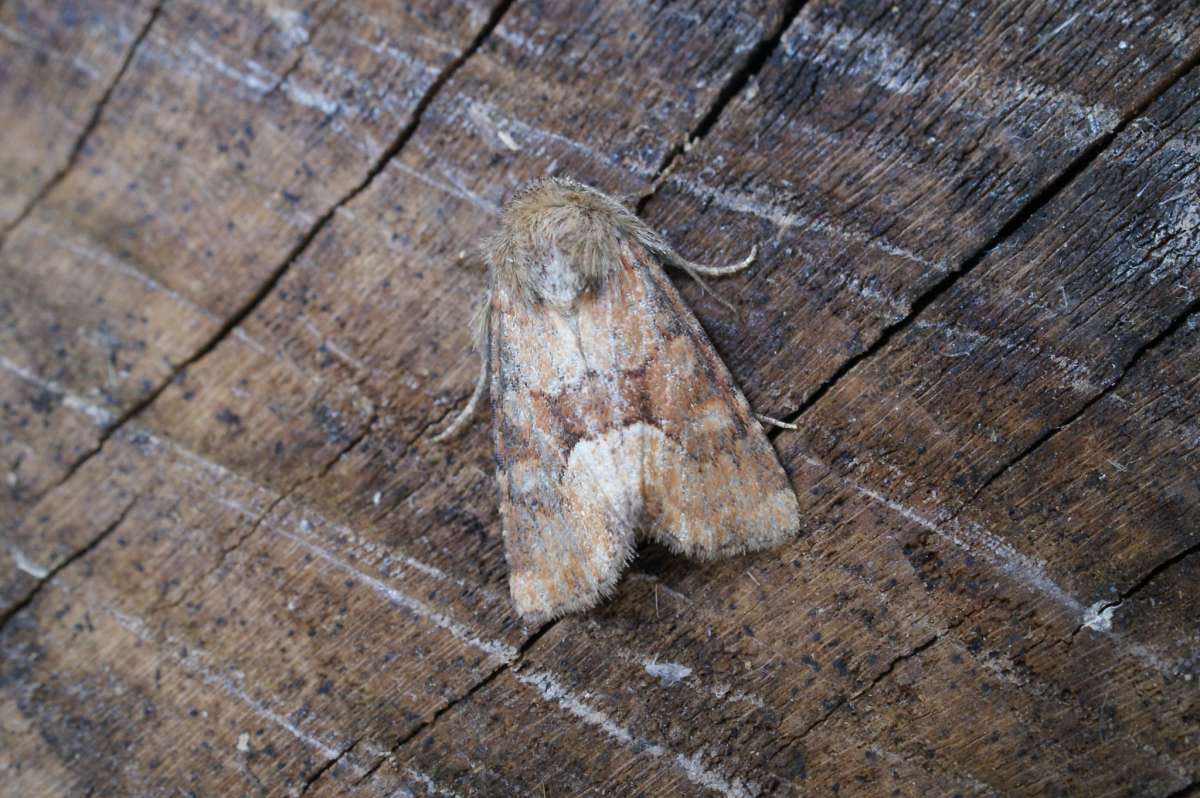 Middle-barred Minor (Oligia fasciuncula) photographed at Aylesham  by Dave Shenton 