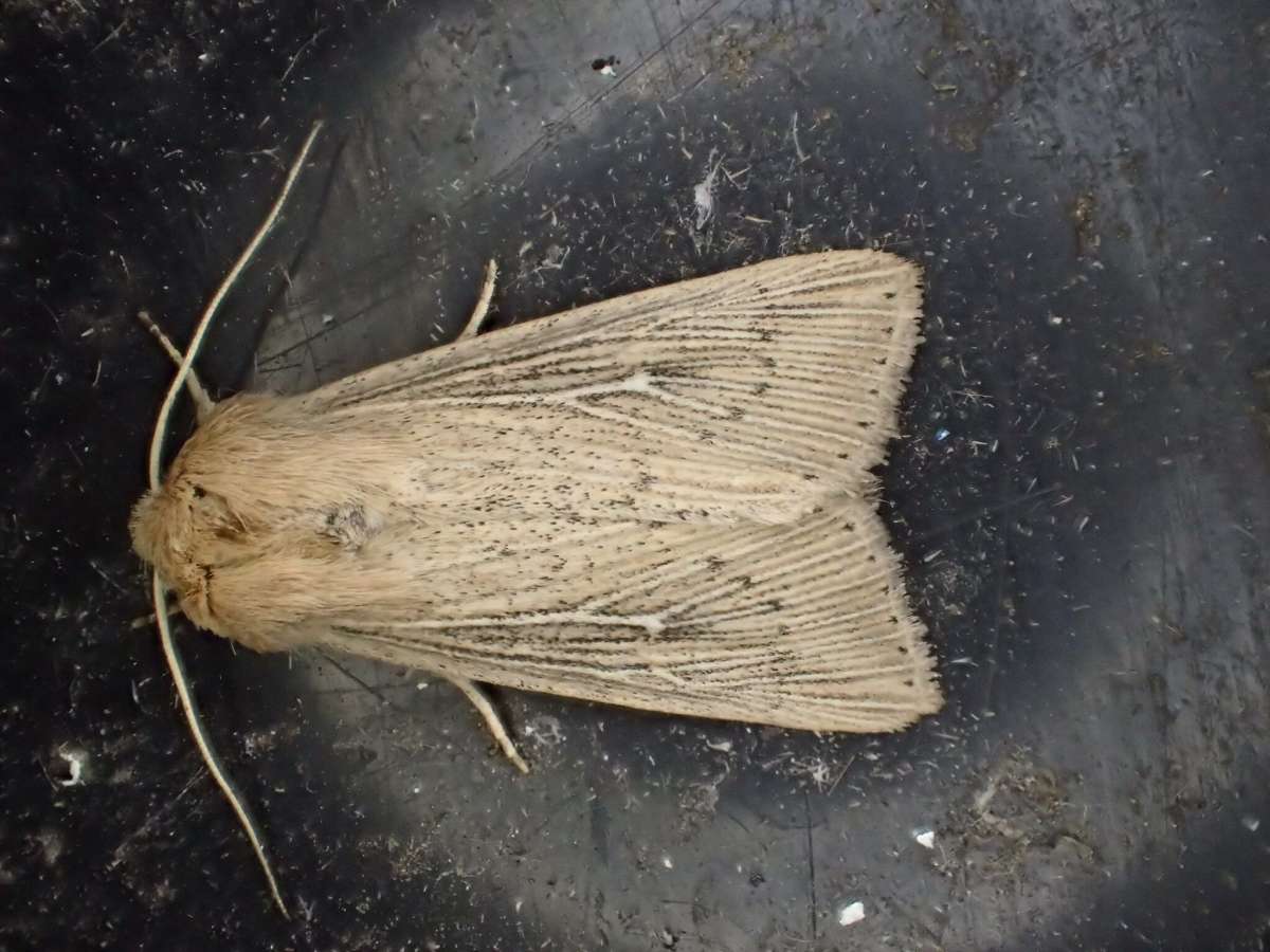 Obscure Wainscot (Leucania obsoleta) photographed at Stodmarsh NNR  by Dave Shenton 