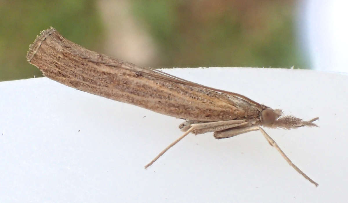 Waste Grass-veneer (Pediasia contaminella) photographed in Kent by Andrew Stanger 