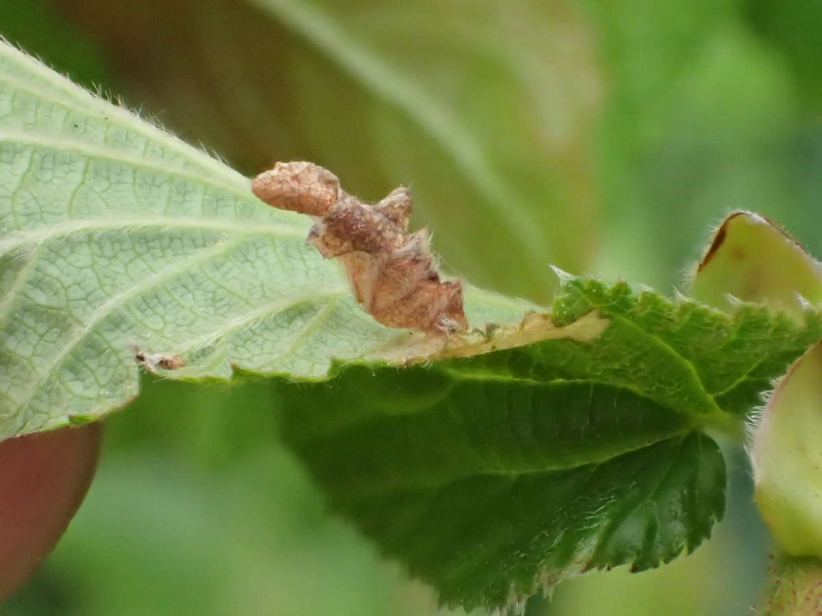 Grey Alder Case-bearer (Coleophora binderella) photographed at Aylesham  by Dave Shenton 