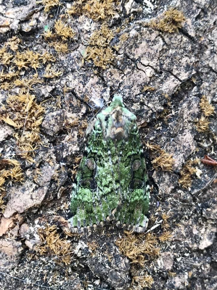 Green Arches (Anaplectoides prasina) photographed in Kent by Andre Farrar