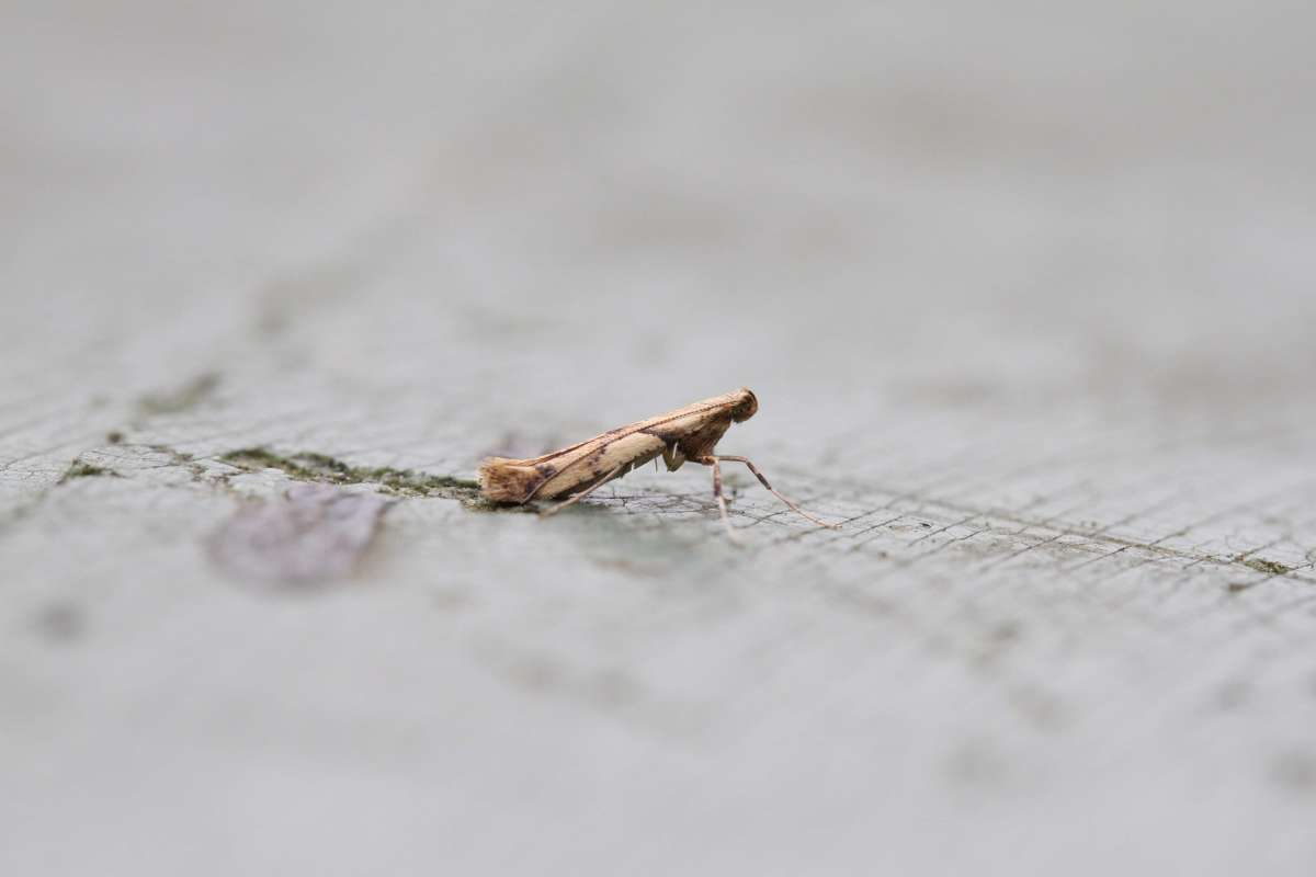 Pale Maple Slender (Caloptilia honoratella) photographed at Cheriton  by Brian Harper