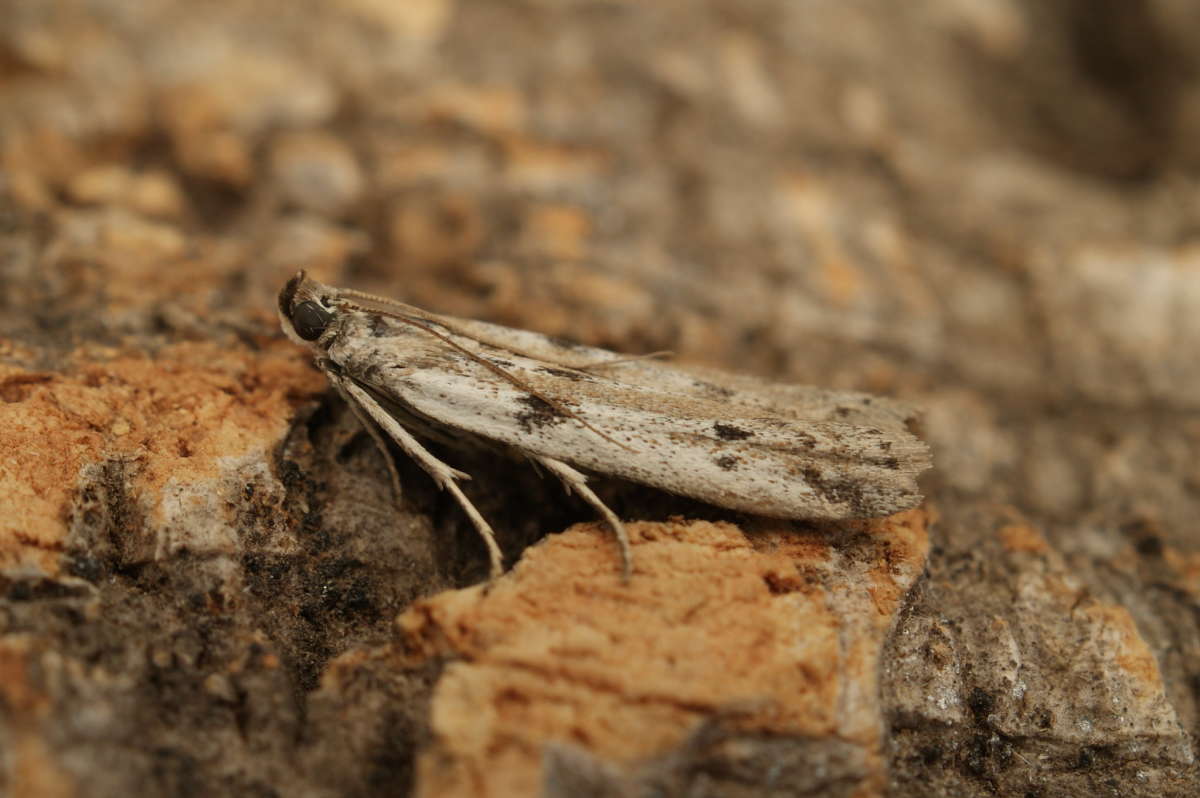 Ermine Knot-horn (Phycitodes binaevella) photographed in Kent by Dave Shenton 