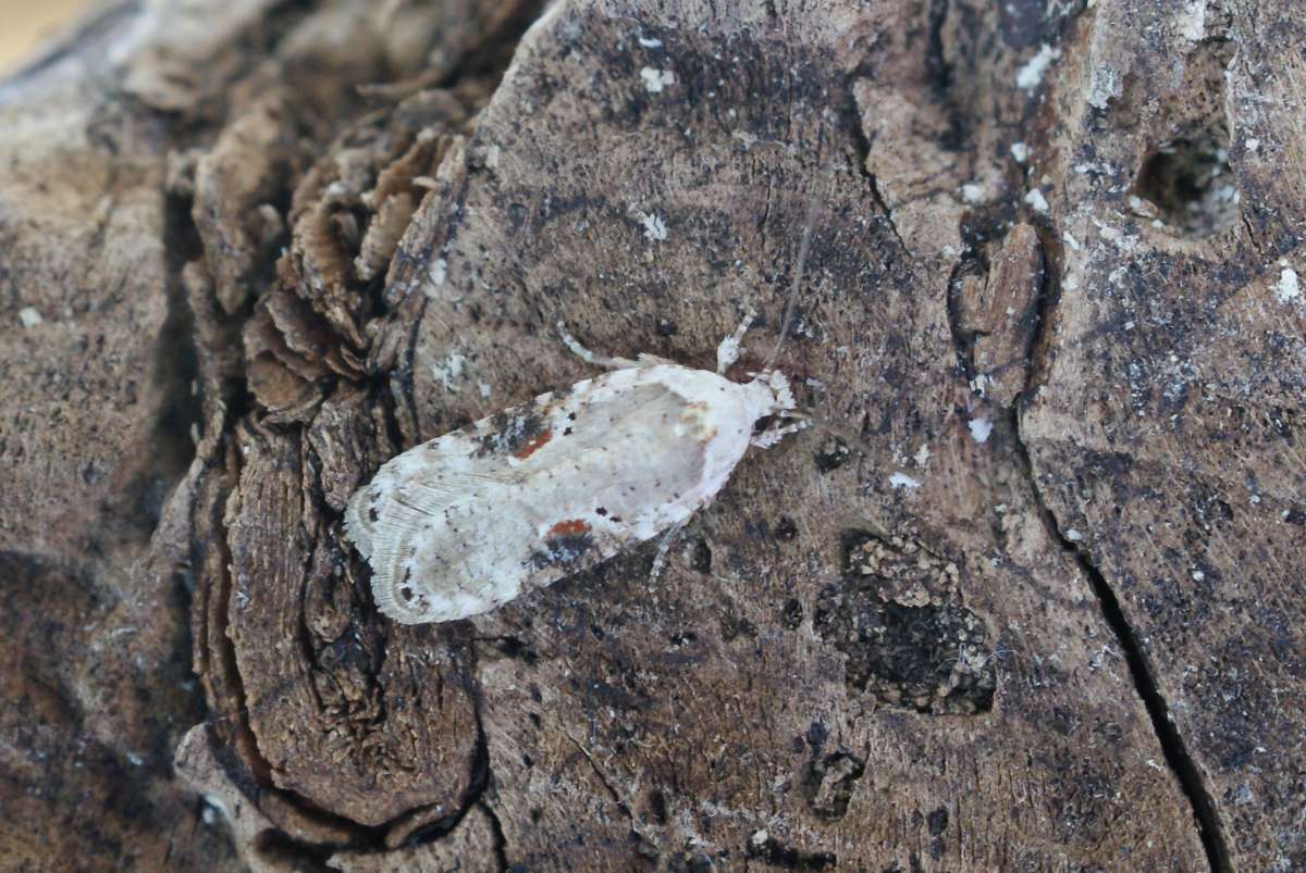 Brown-spot Flat-body (Agonopterix alstromeriana) photographed at Aylesham  by Dave Shenton