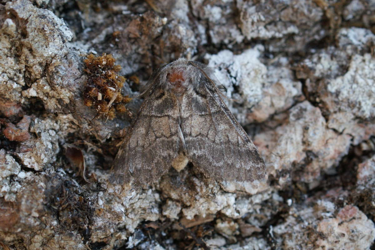 Dusky Marbled Brown (Gluphisia crenata) photographed in Kent by Dave Shenton 