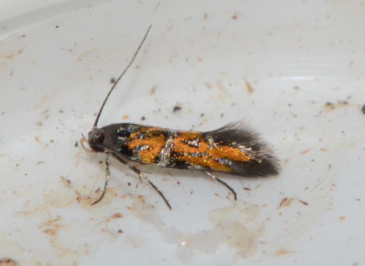 Flame Crest (Chrysoesthia drurella) photographed in Kent by Alan Stubbs 