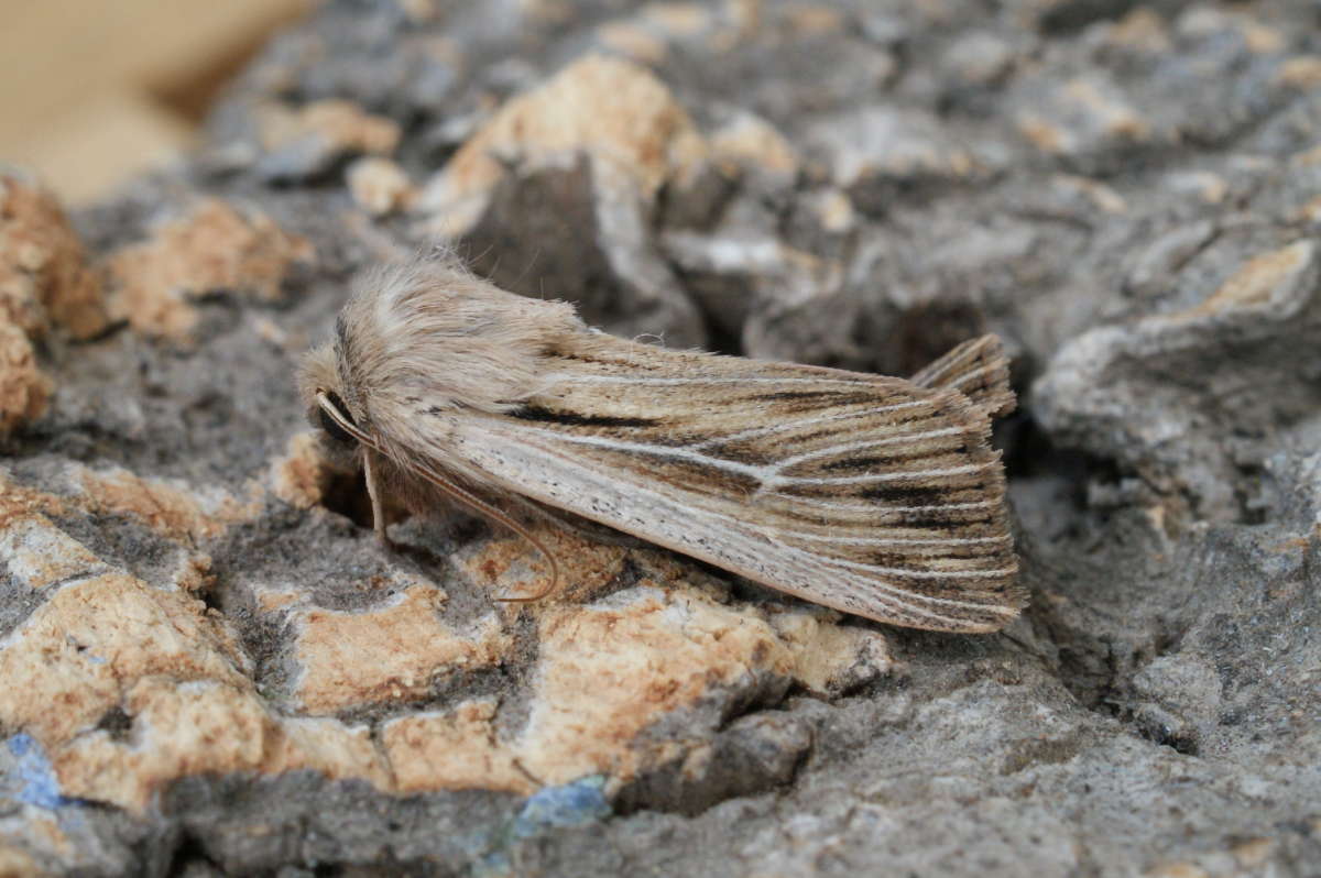 Shoulder-striped Wainscot (Leucania comma) photographed in Kent by Dave Shenton 