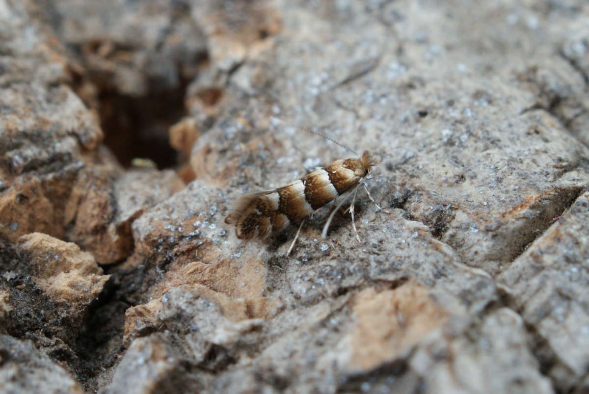 Red Hazel Midget (Phyllonorycter nicellii) photographed in Kent by Dave Shenton 