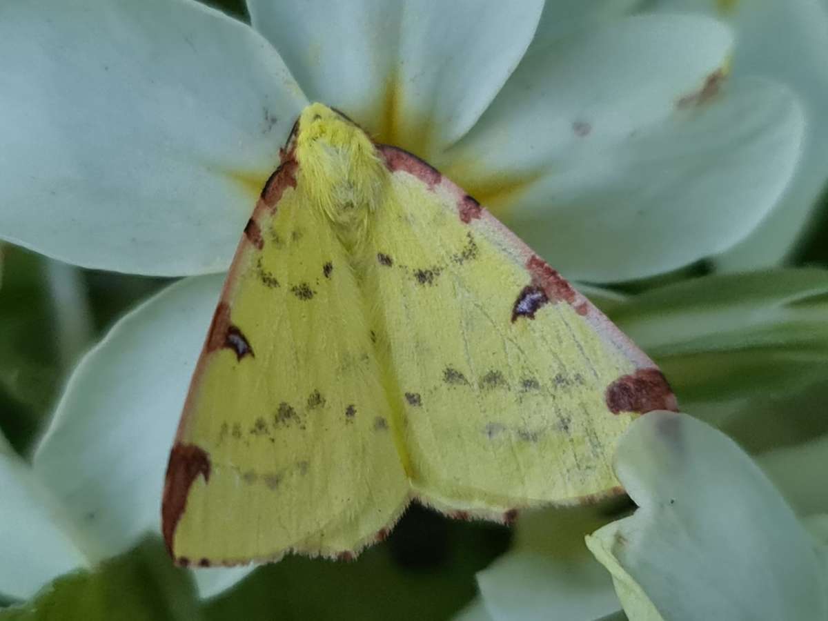 Brimstone Moth (Opisthograptis luteolata) photographed in Kent by Francesca Partridge 