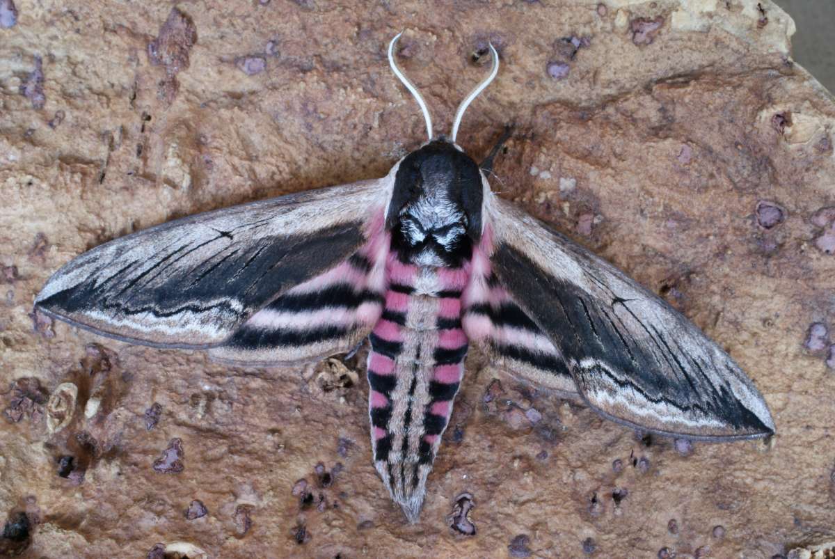 Privet Hawk-moth (Sphinx ligustri) photographed at Aylesham  by Dave Shenton 