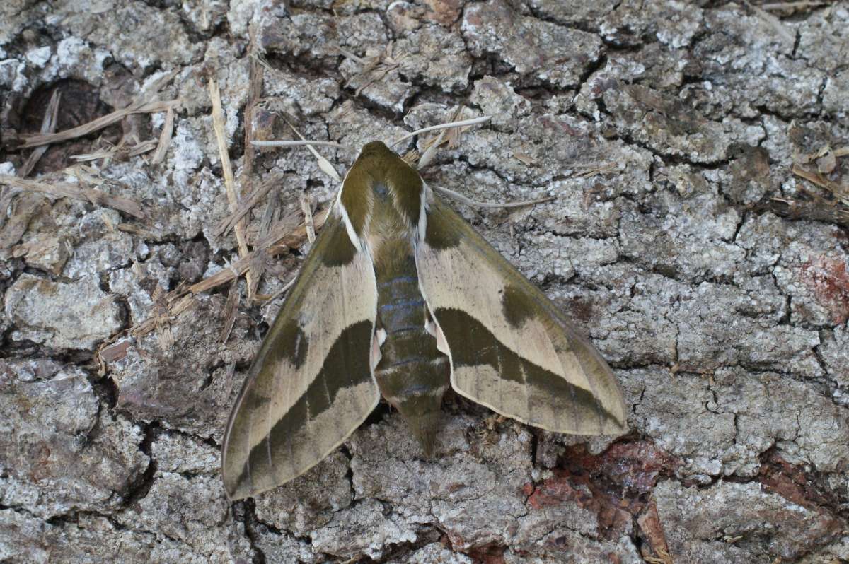 Spurge Hawk-moth (Hyles euphorbiae) photographed in Kent by Dave Shenton 