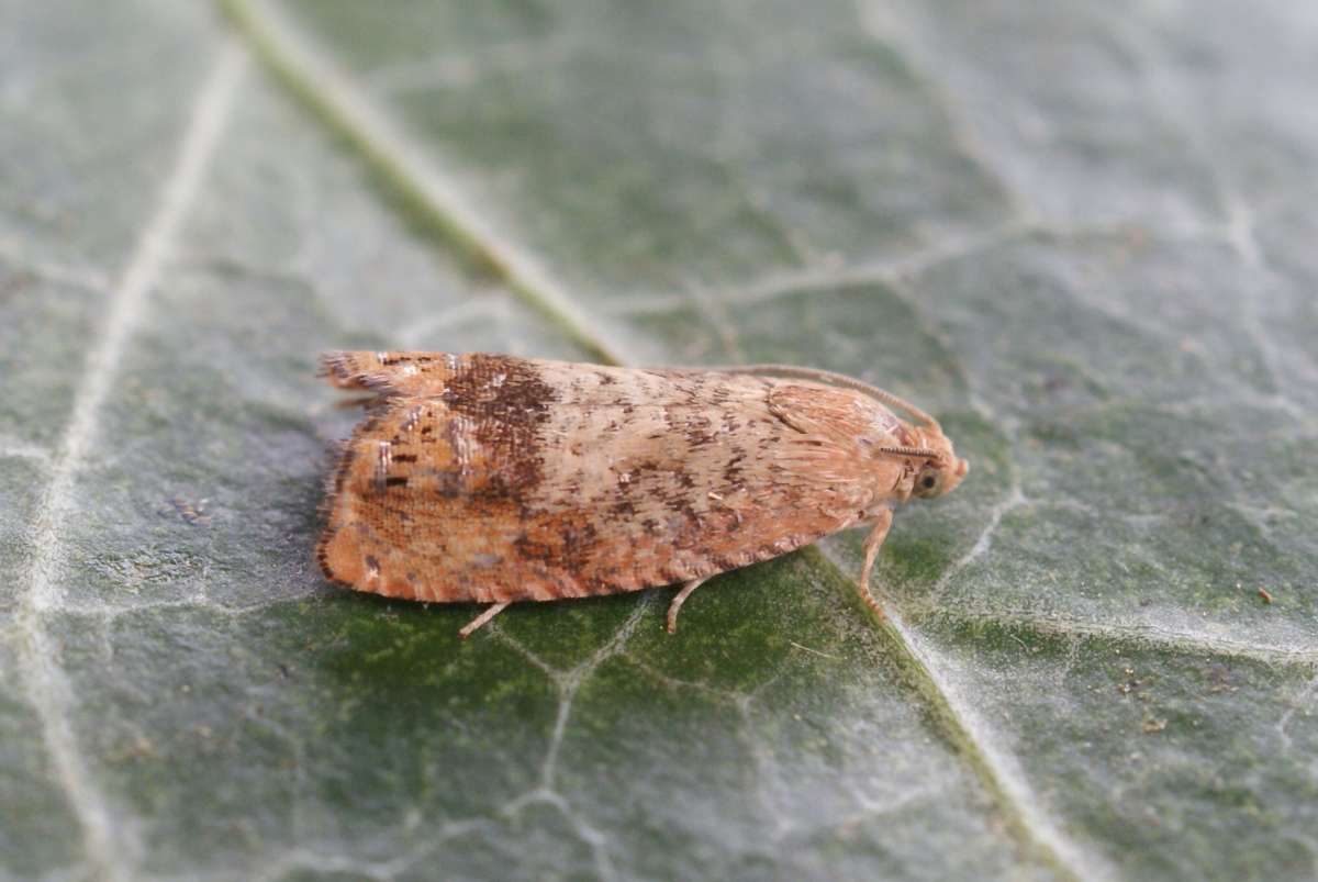 Vagrant Piercer (Cydia amplana) photographed in Kent by Dave Shenton 