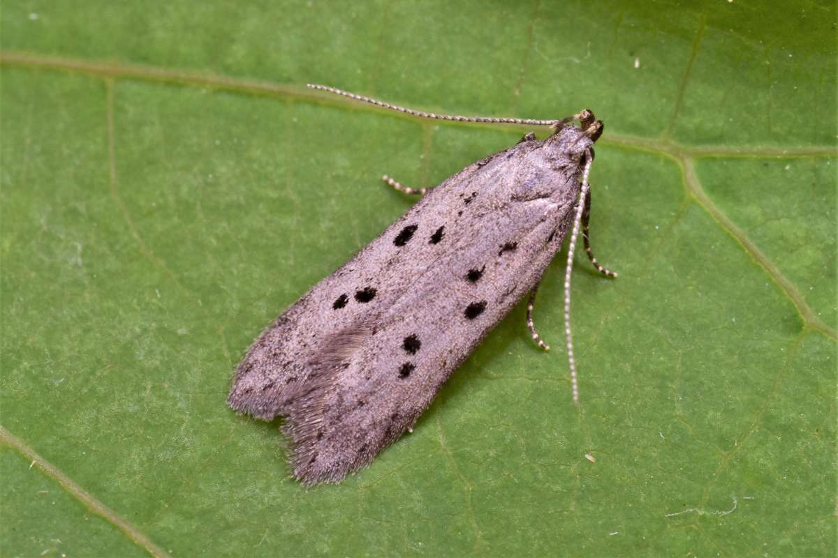 Dotted Grey Groundling (Athrips mouffetella) photographed in Kent by Antony Wren