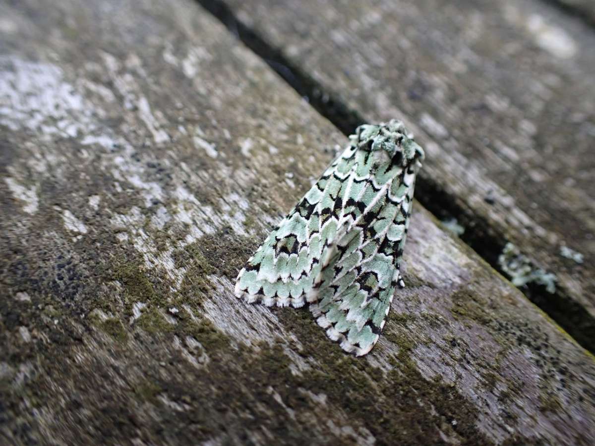 Merveille du Jour (Griposia aprilina) photographed at Marden  by Lou Carpenter 