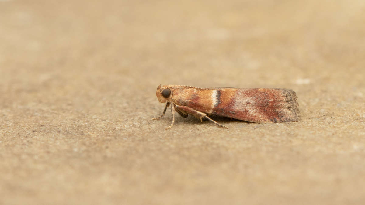 Warted Knot-horn (Acrobasis repandana) photographed in Kent by Alex Perry 