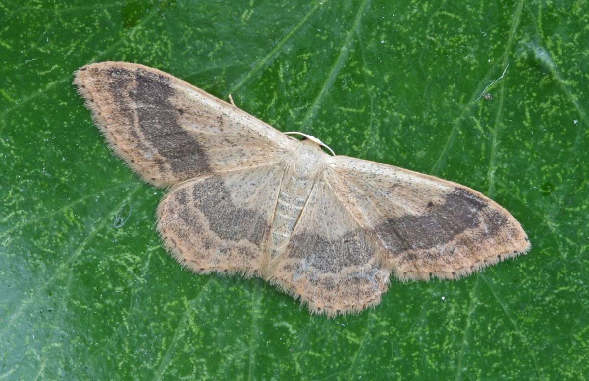 Riband Wave (Idaea aversata) photographed at Boughton-under-Blean by Peter Maton 