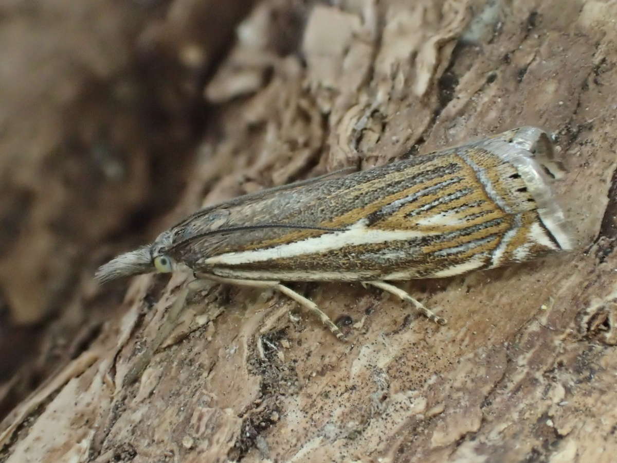 Hook-streak Grass-veneer (Crambus lathoniellus) photographed at Covert Wood  by Dave Shenton 