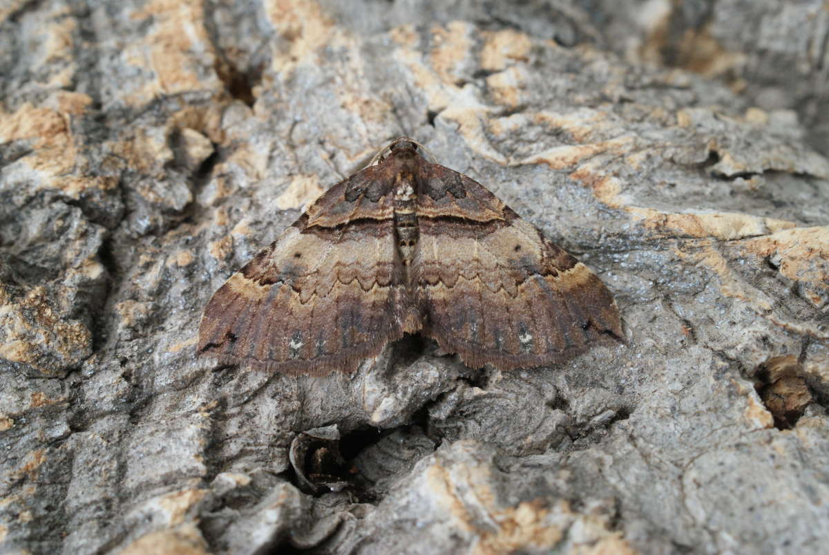 Shoulder Stripe (Earophila badiata) photographed at Aylesham  by Dave Shenton 