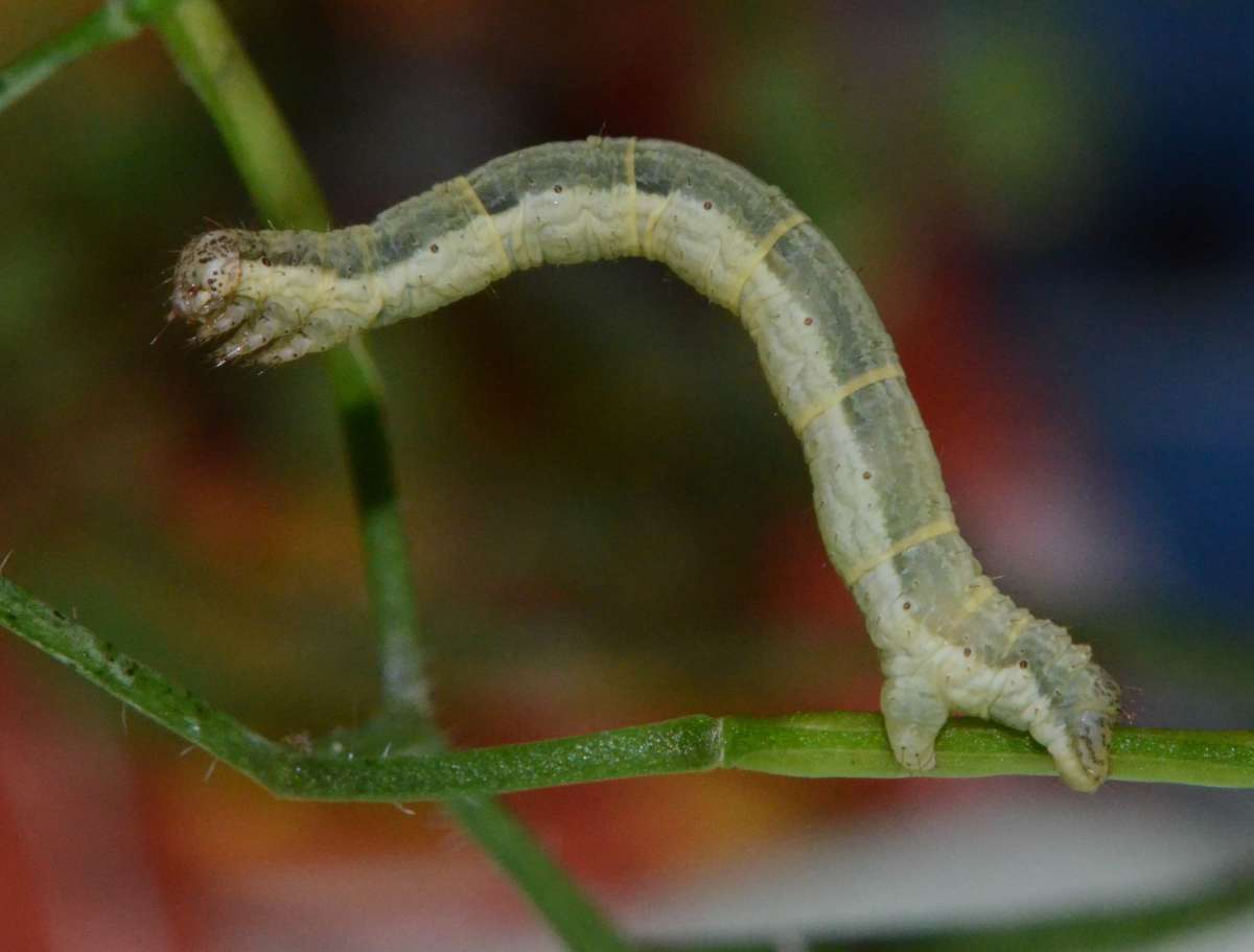 Garden Carpet (Xanthorhoe fluctuata) photographed in Kent by Alan Stubbs