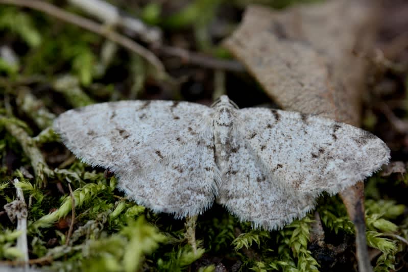 Grey Birch (Aethalura punctulata) photographed in Kent by Carol Strafford 