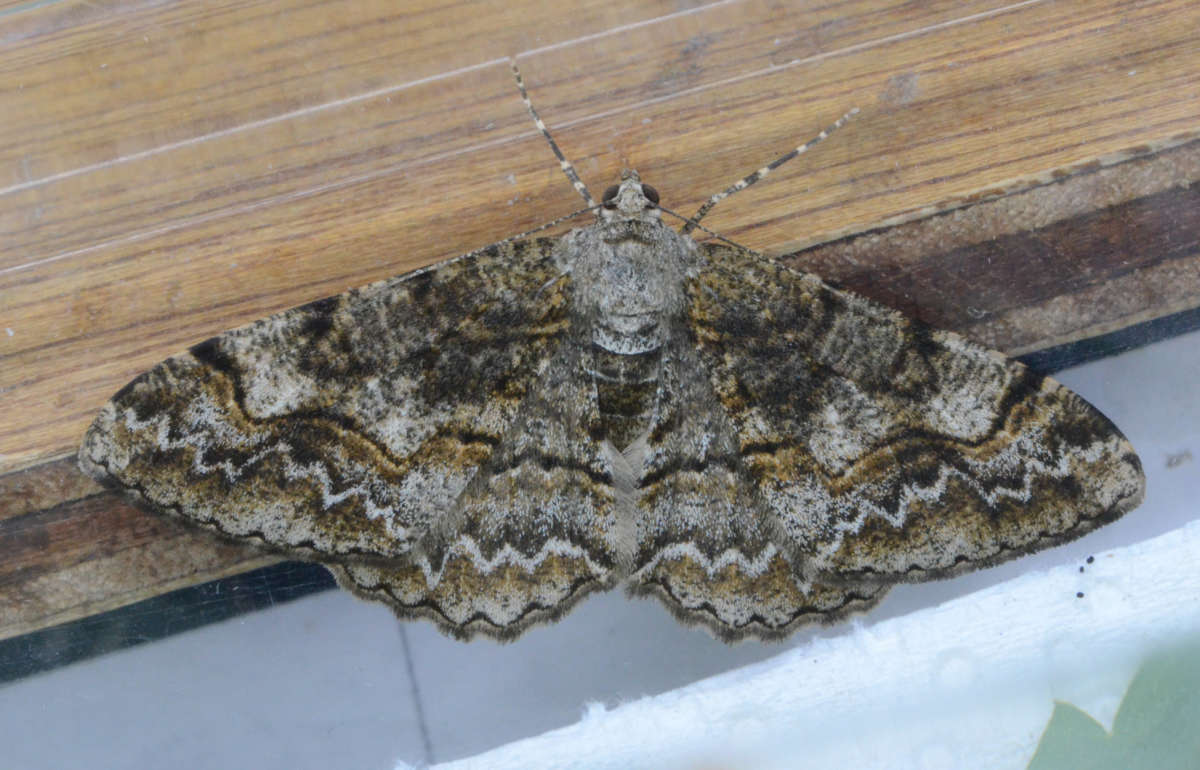 Mottled Beauty (Alcis repandata) photographed in Kent by Alan Stubbs