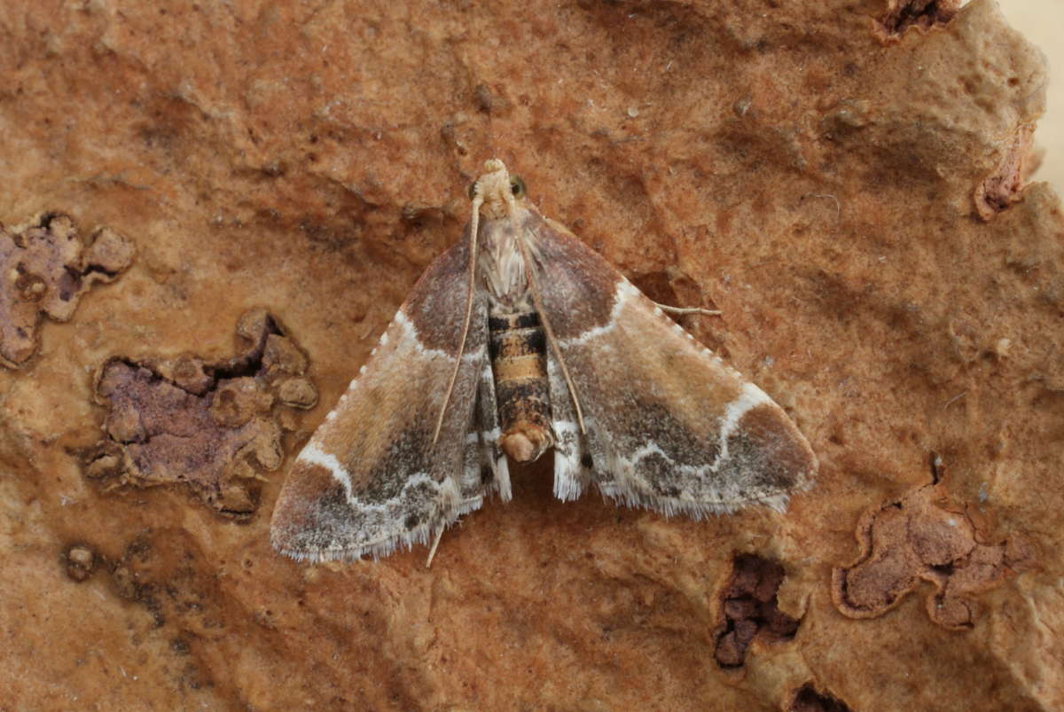 Meal Moth (Pyralis farinalis) photographed in Kent by Dave Shenton 