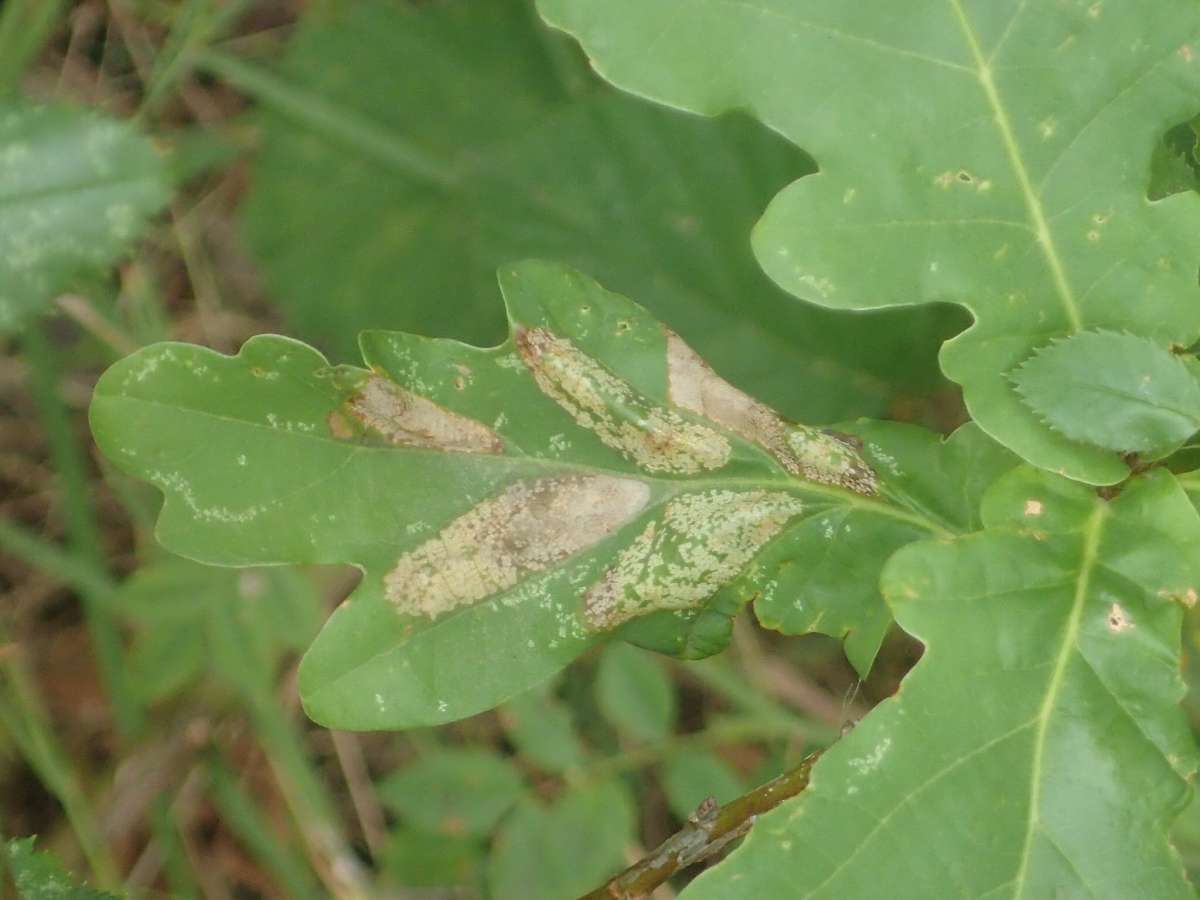 Fiery Oak Midget (Phyllonorycter lautella) photographed at Upper Mystole Park Farm  by Dave Shenton 