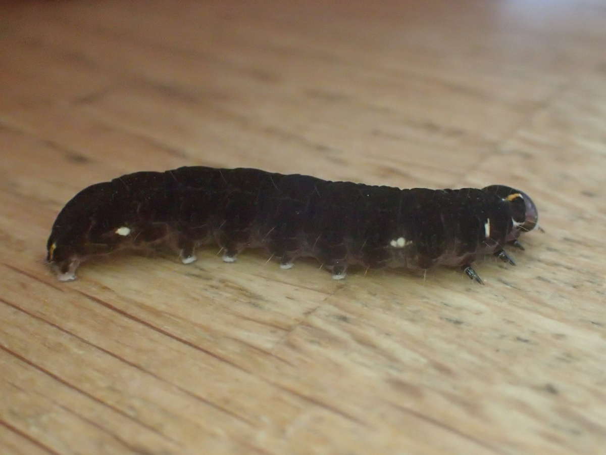 The Satellite (Eupsilia transversa) photographed at Woodsell by Dave Shenton