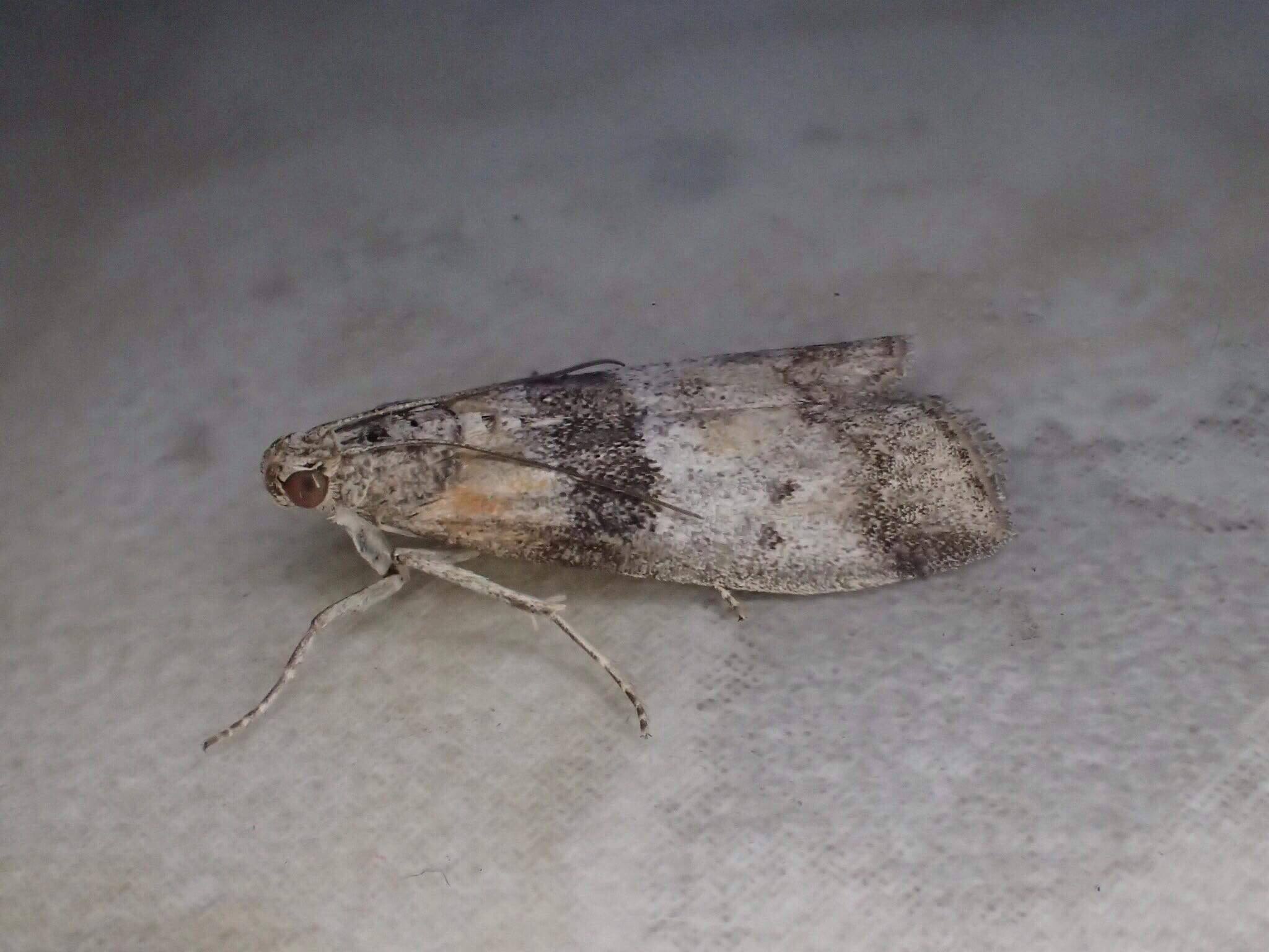 New Poplar Knot-horn (Sciota rhenella) photographed at Aylesham by Dave Shenton