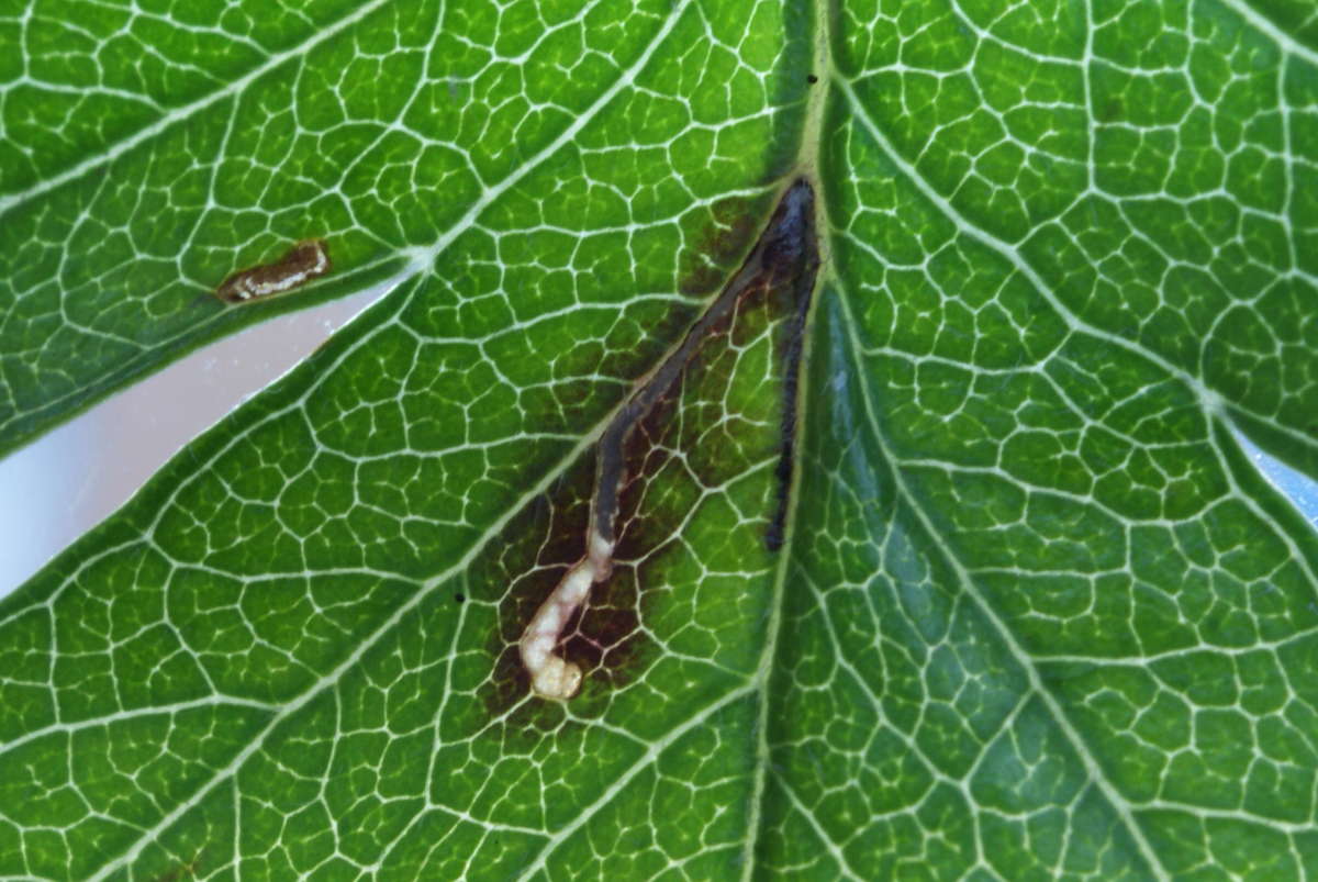 Hawthorn Bent-wing (Bucculatrix bechsteinella) photographed in Kent by Dave Shenton 