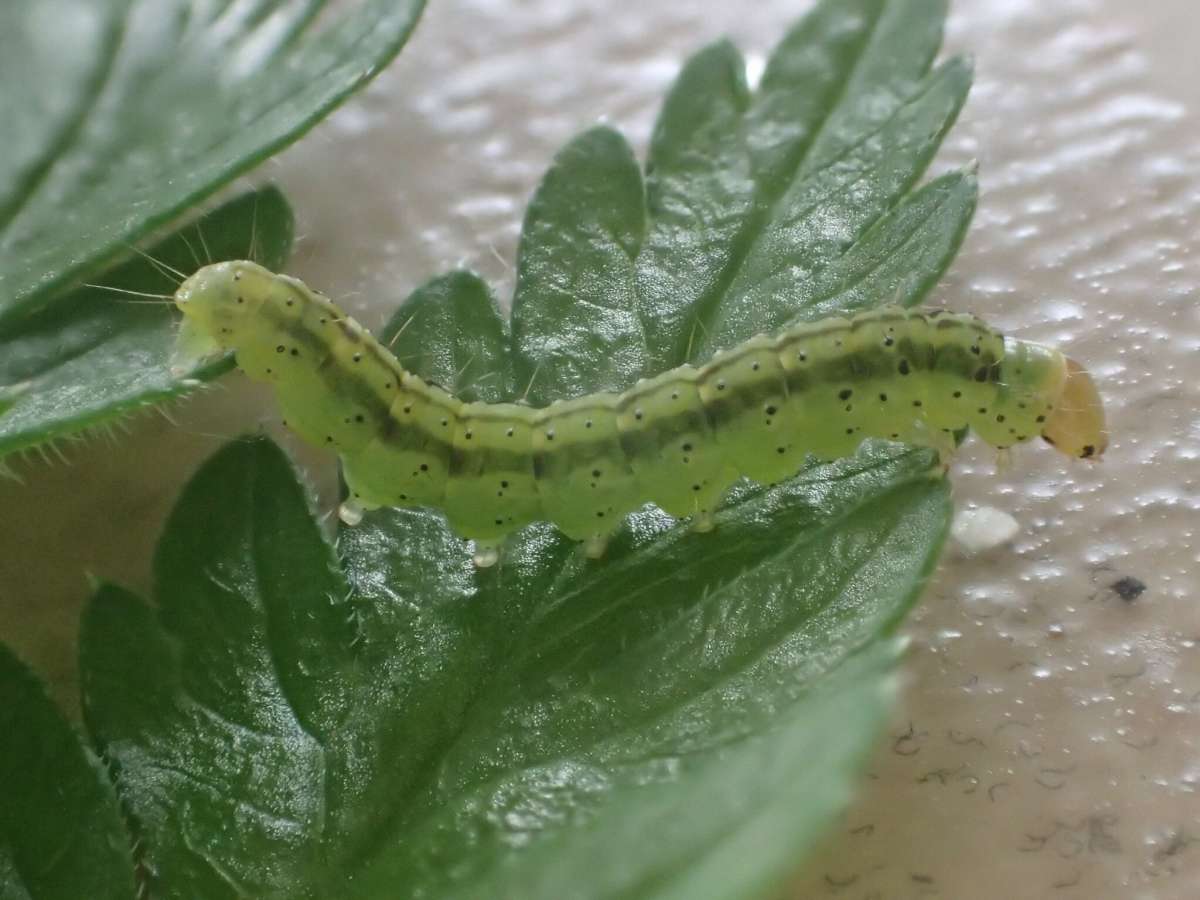 Common Flat-body (Agonopterix heracliana) photographed in Kent by Dave Shenton