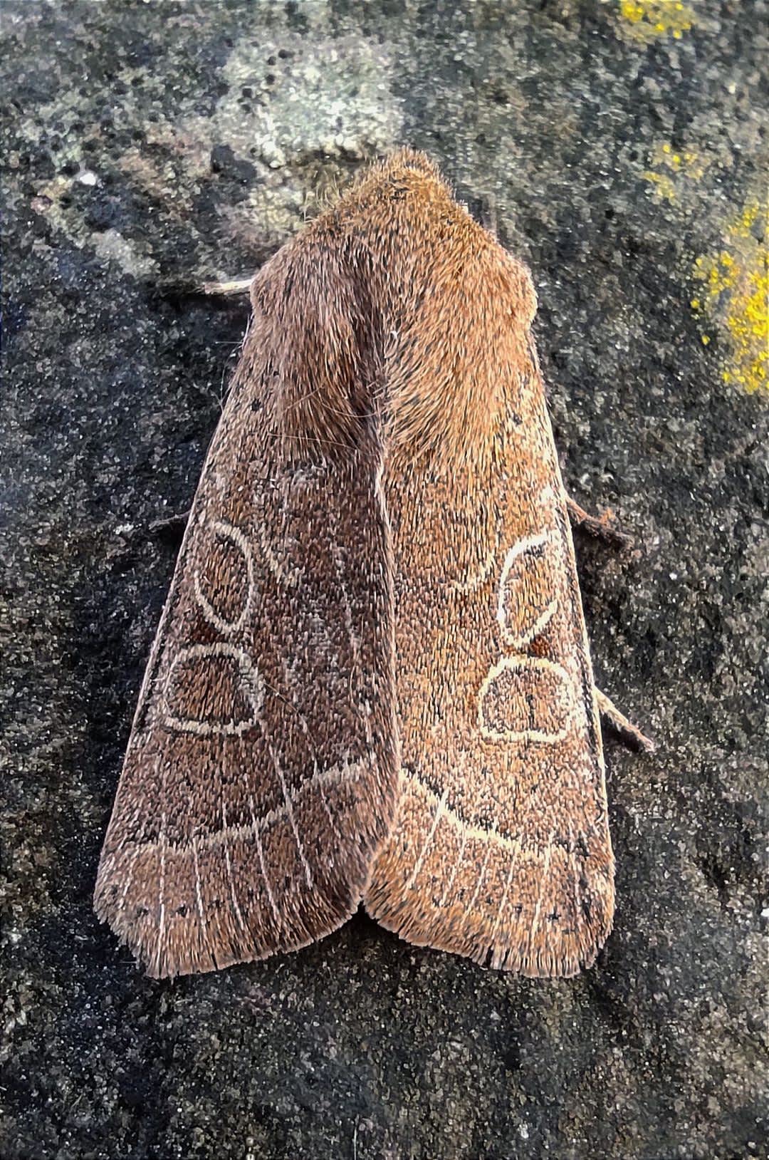 Common Quaker (Orthosia cerasi) photographed at Herne Bay by David Appleton 