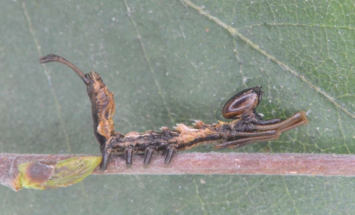 Lobster Moth (Stauropus fagi) photographed in Kent by Alan Stubbs