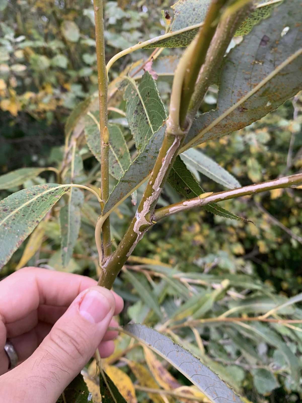 Willow Bent-wing (Phyllocnistis saligna) photographed in Kent by Oliver Bournat 