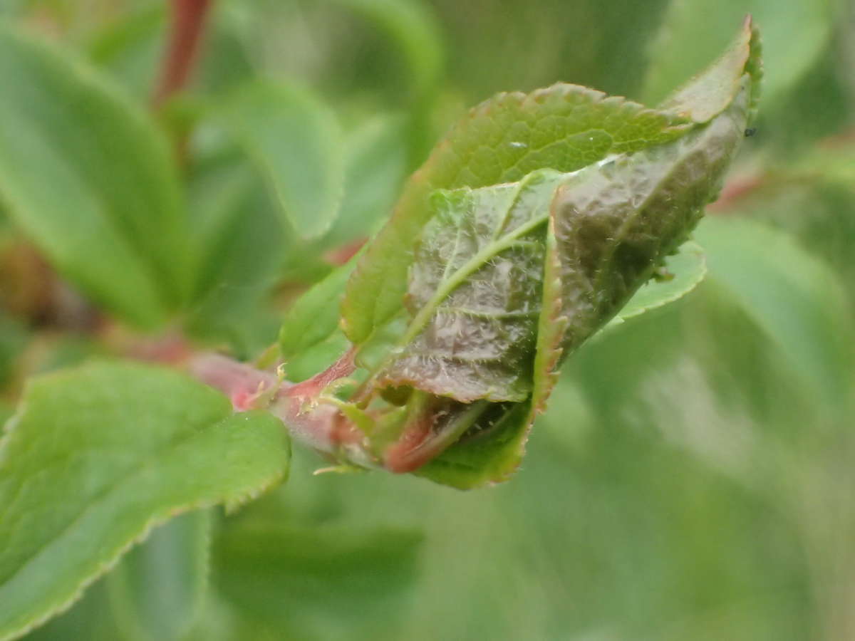 Plum Tortrix (Hedya pruniana) photographed at Aylesham  by Dave Shenton 