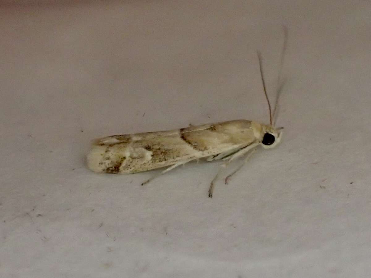 Sophie’s Knot-horn (Ancylosis convexella) photographed at Lyminge  by Dave Shenton 