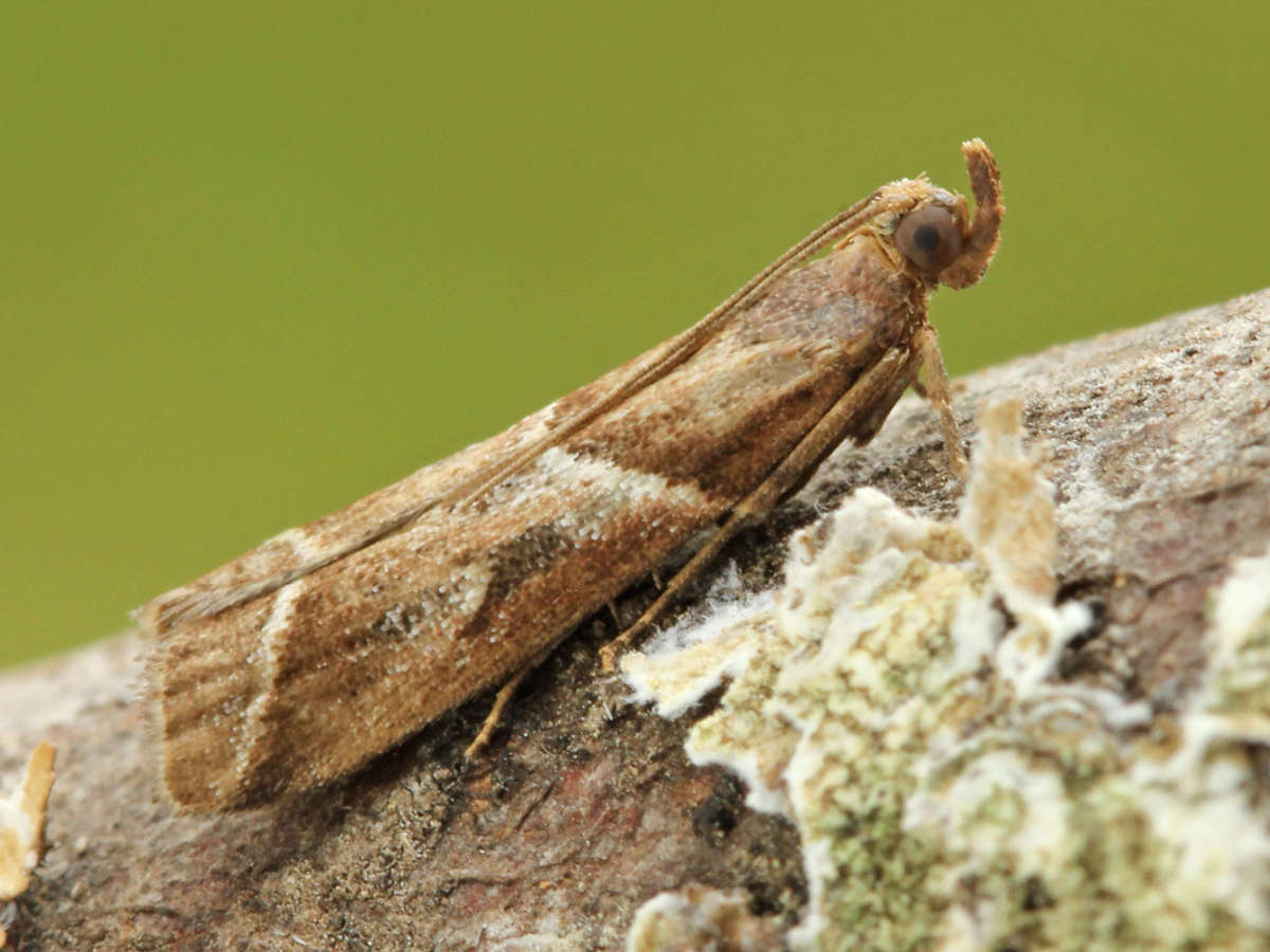 Agate Knot-horn (Nyctegretis lineana) photographed in Kent by David Beadle 