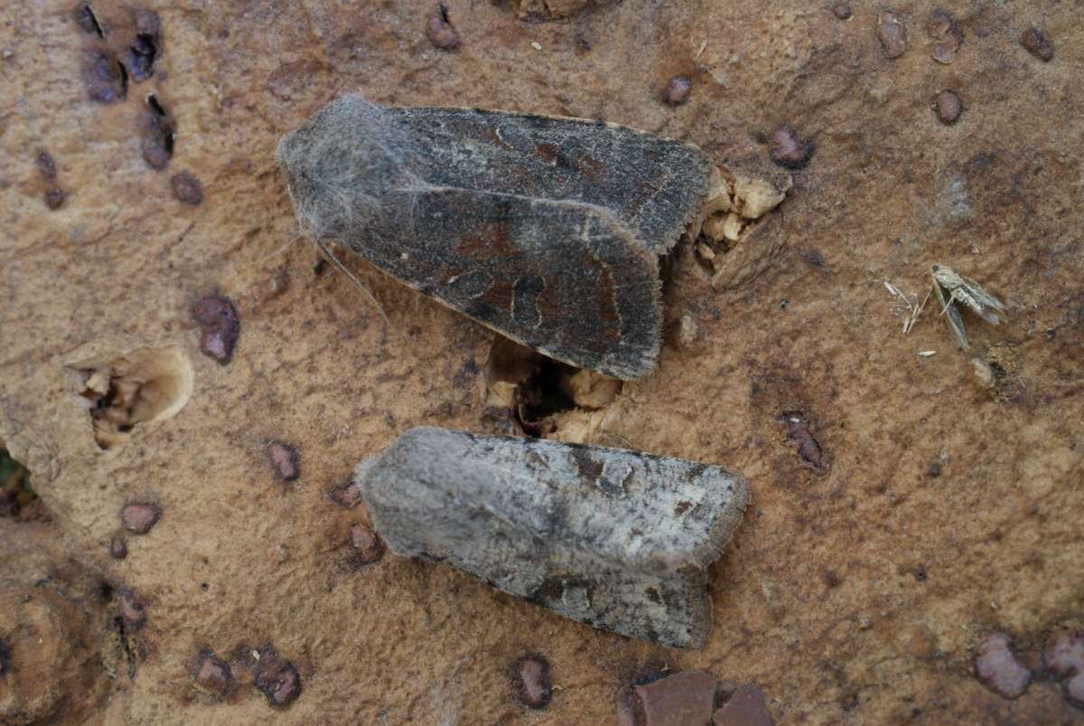 Clouded Drab (Orthosia incerta) photographed at Aylesham  by Dave Shenton